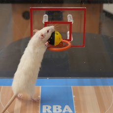 rat putting a ball into a hoop.jpg