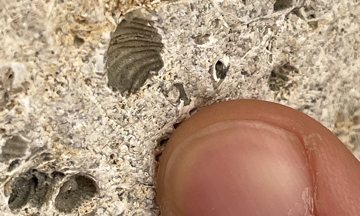 finger pointing to shell-imprint fossil in limestone that makes up Science Museum's building