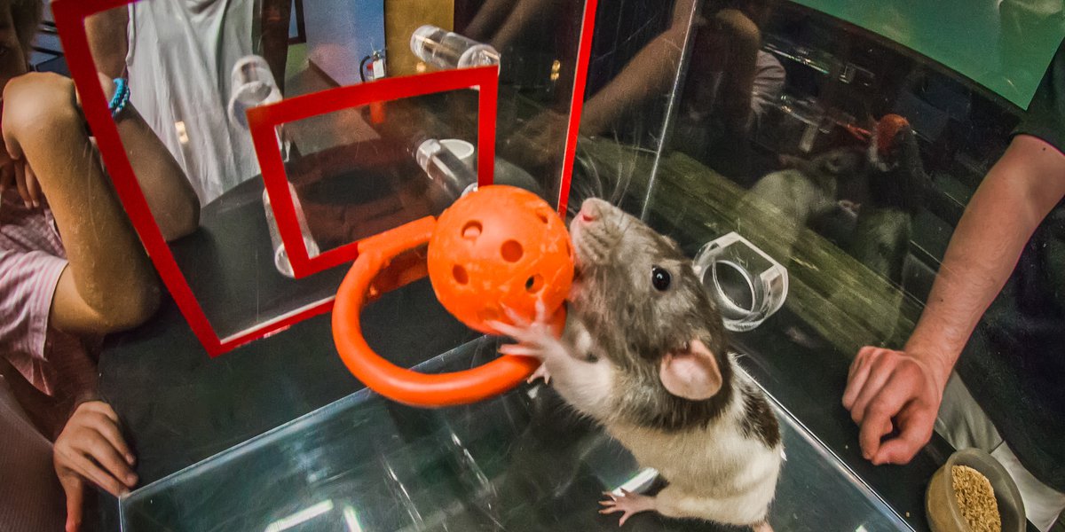 A rat putting a ball through a hoop.